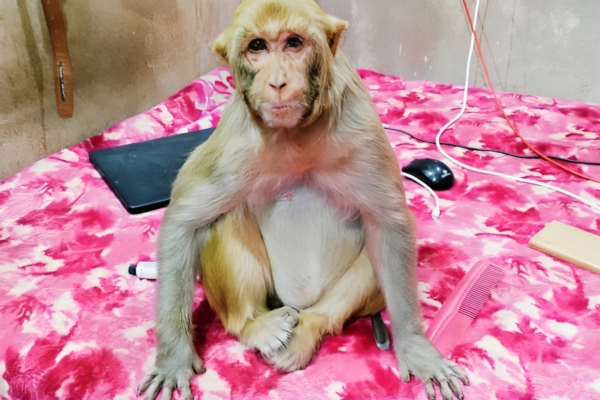 Meet Rani The Monkey Who Does Household Chores
