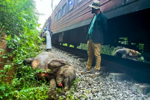 Elephants Killed By Train In Sri Lanka Tragedy