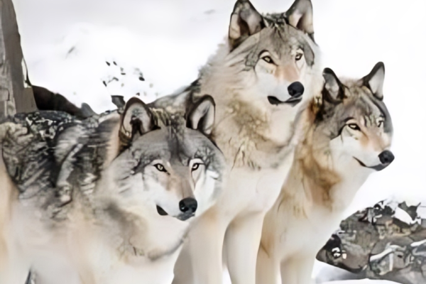 Many European Countries Report Increase In Wolf Populations