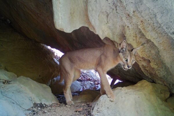 Young Arabian Lynx Released Back Into Musandam Mountains