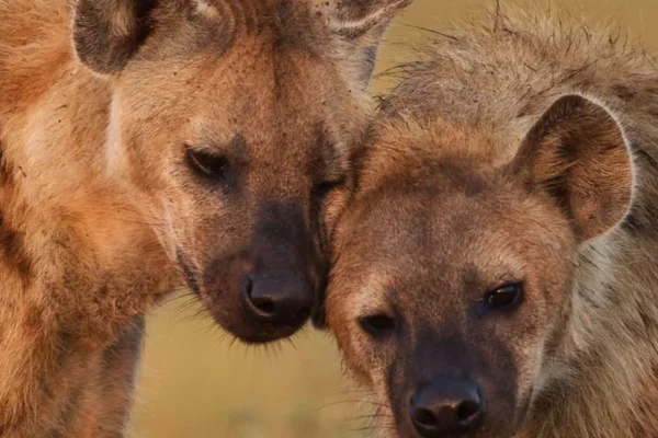 Hyena Pair Mystery Solved At Japan’s Maruyama Zoo