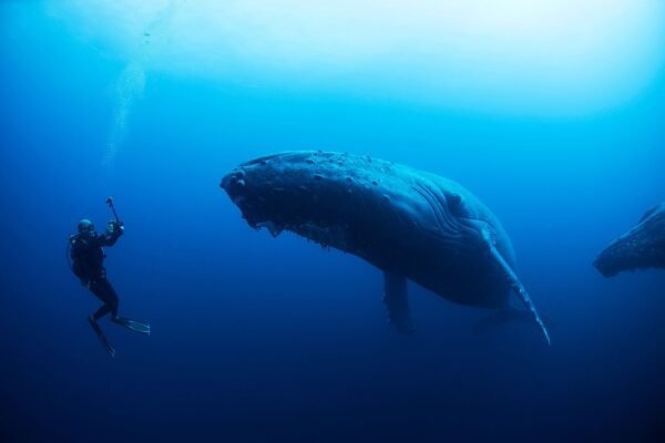Marine Biologist Rescued By Protective Humpback Whale